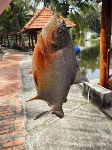 Fishing At The Lake In Bau Mai